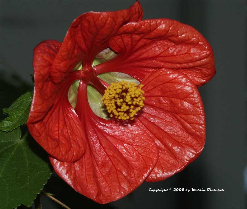 Abutalon Nabob, Red Chinese Lantern