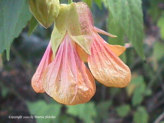 Abutilon Peach