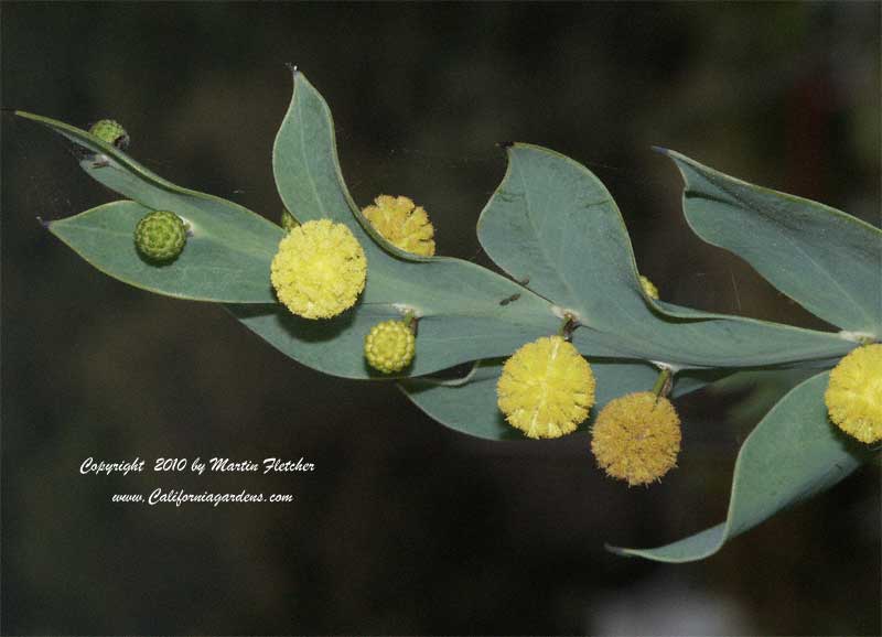 Acacia glaucoptera, Flat Wattle, Clay Wattle