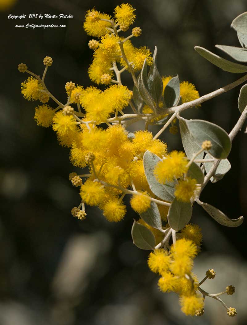 Acacia podalyriifolia, Pearl Acacia