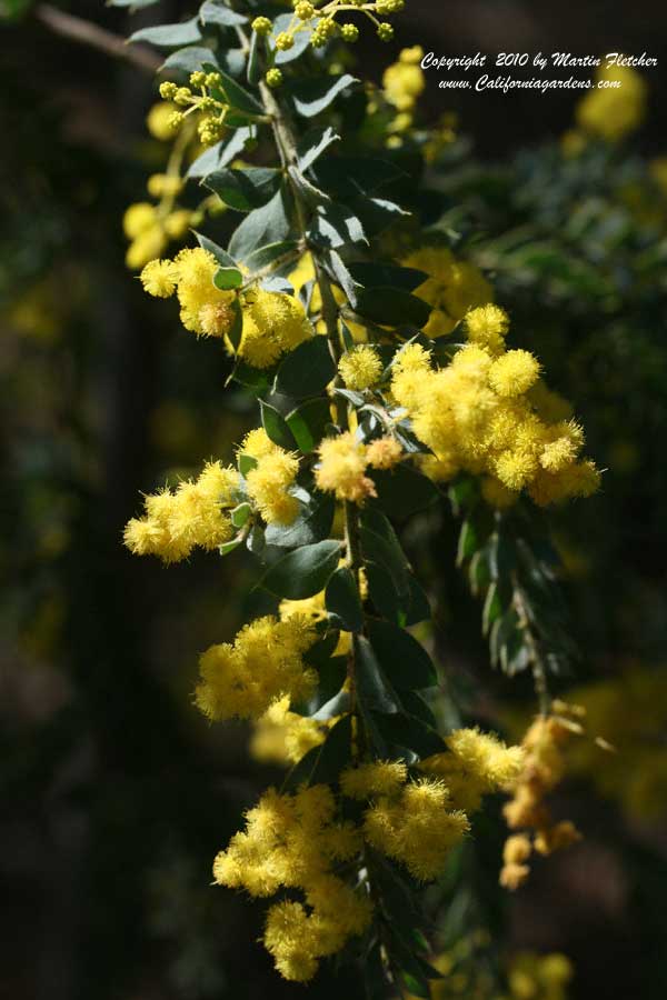 Acacia pravissima, Oven's Wattle