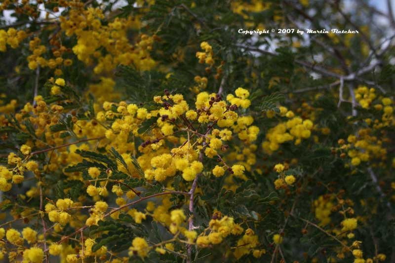 Acacia spectabilis, Mudgee Wattle