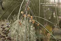 Shoestring Acacia, Acacia stenophylla