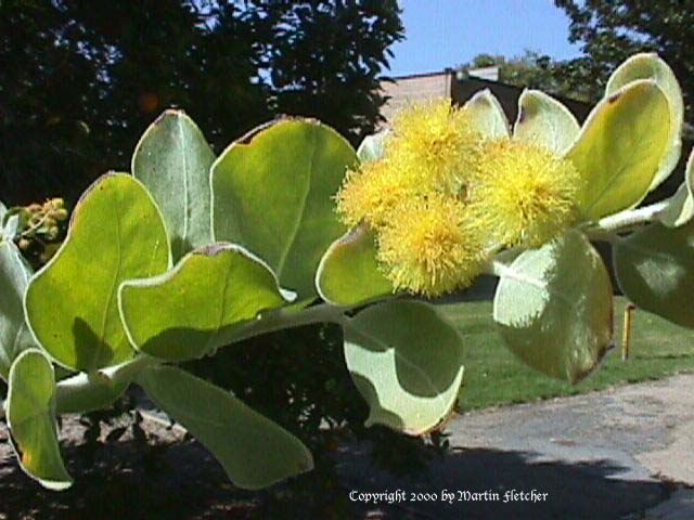 Acacia podalyriifolia, Pearl Acacia