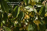 Acer buergianum, Trident Maple