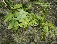 Acer macrophyllum, Bigleaf Maple