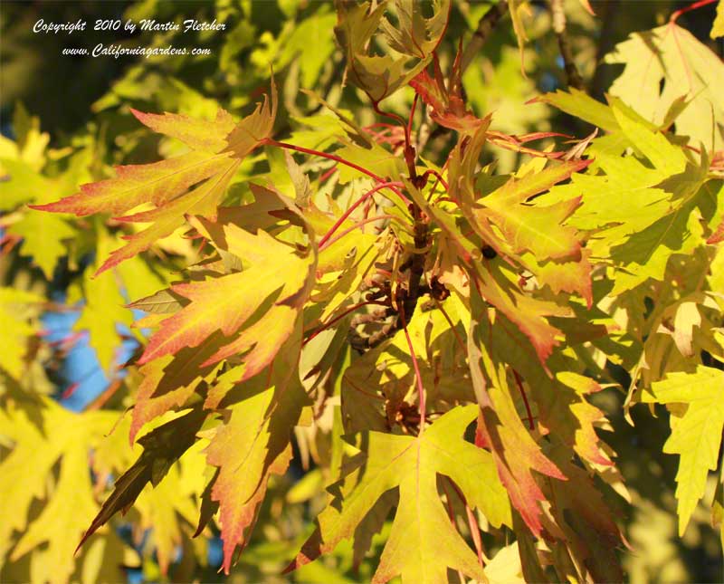 Acer saccharinum, Silver Maple