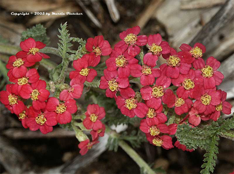 Achillea The Beacon, The Beacon Yarrow