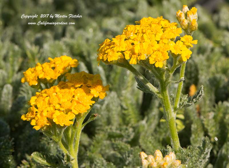 Achillea tomentosa, Woolly Yarrow