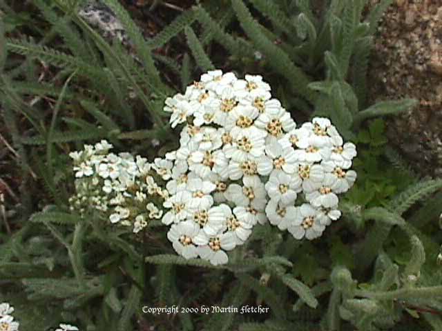 Achillea millefolium lanulosa, Mountain Yarrow