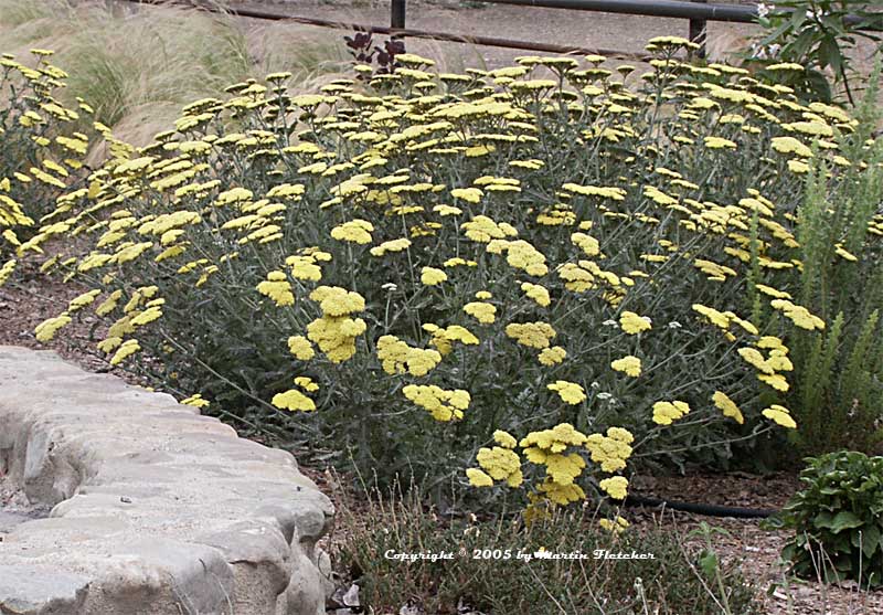 Achillea Moonshine, Moonshine Yarrow