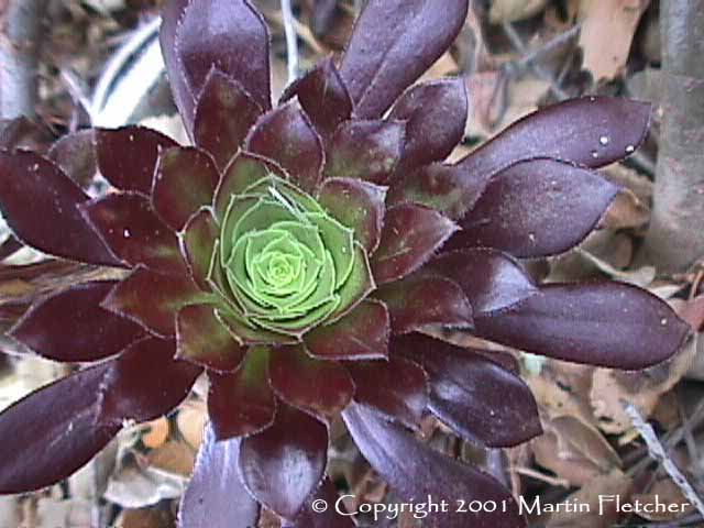 Aeonium arboreum atropurpureum, Black Tree Aeonium