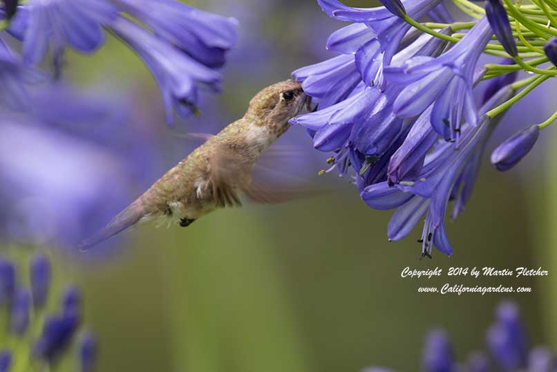 Agapanthus, Allens Hummingbird