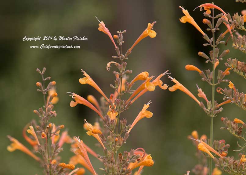 Agastache Apricot Sprite, Orange Hummingbird Mint