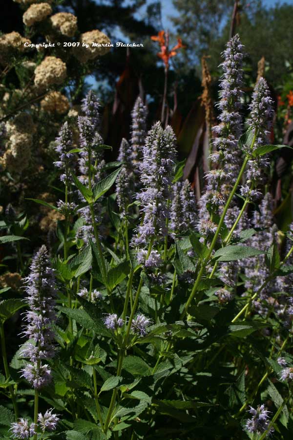 Agastache foeniculum, Anise Hyssop