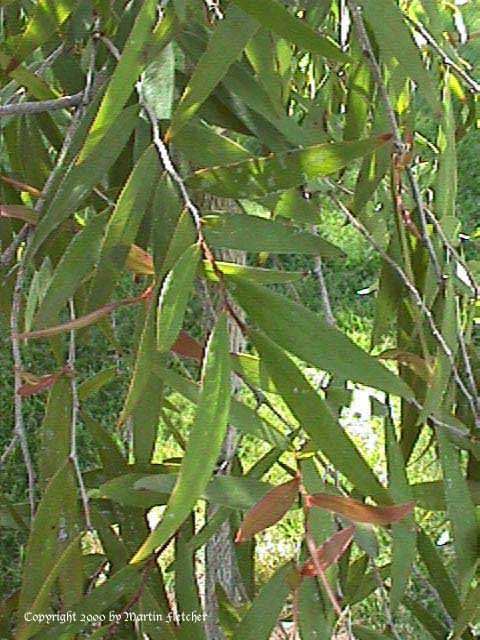 Agonis flexuosa, Peppermint Tree