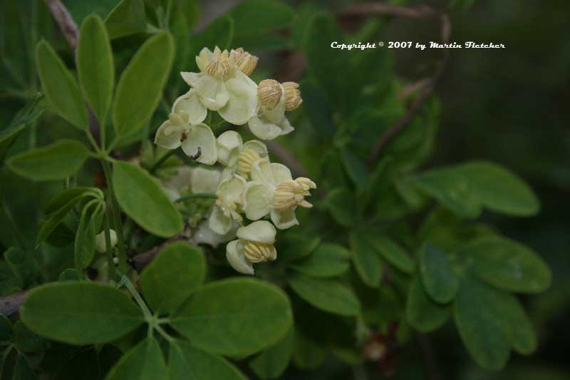 Akebia quinata alba, White Chocolate Vine