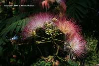 Albizia julibrissin, Mimosa Tree, Silk Tree