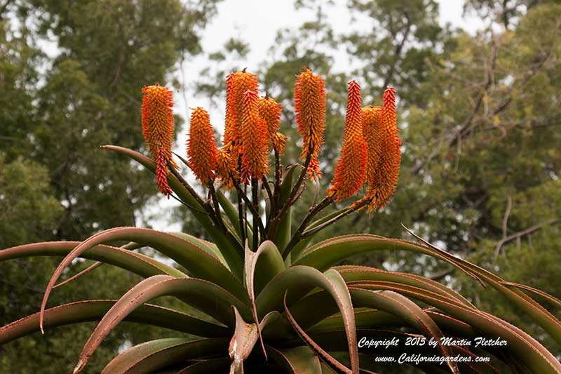 Aloe candelabrum, Aloe ferox candelabrum, Cape Aloe