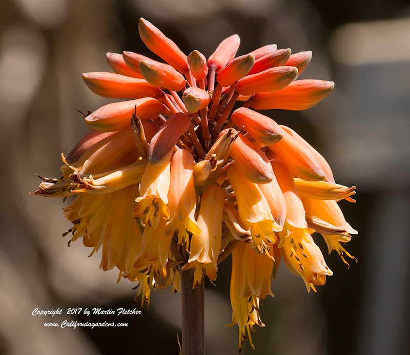 Aloe sinkatana flowers