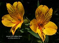 Alstroemeria Sussex Gold, Sussex Gold Peruvian Lily