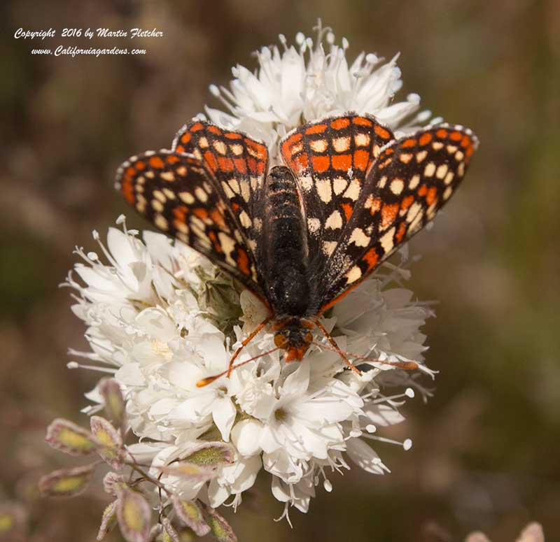 Gilia capitata pedemontana, Checkerspot