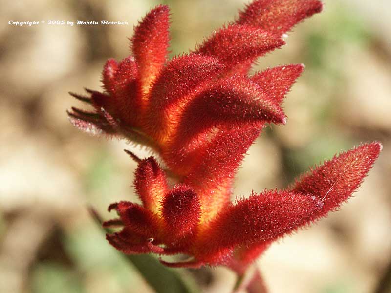 Anigozanthos Bush Ranger