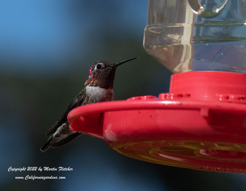 Anna's Hummingbird at feeder