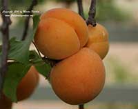 Blenheim Royal Apricot