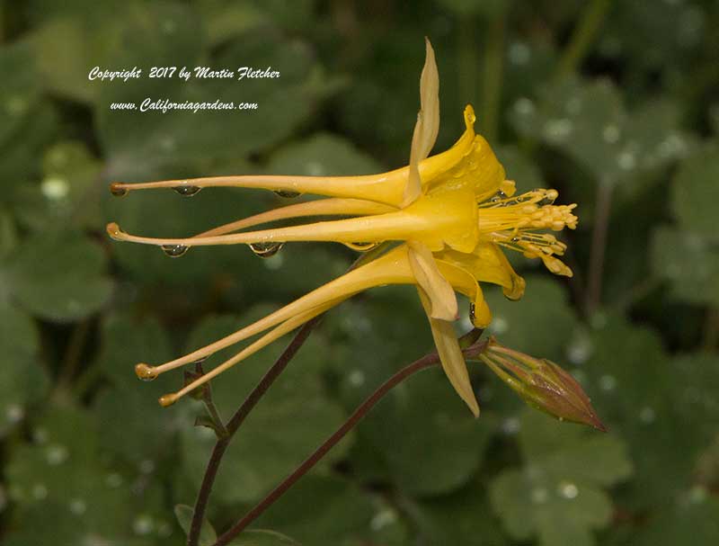 Aquilegia chrysantha, Golden Columbine