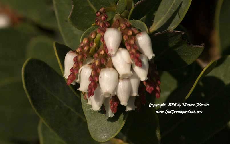 Arctostaphylos insularis, Island Manzanita