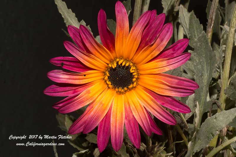 Arctotis Pink Sugar, Pink Sugar African Daisy