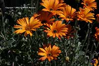 Arctotis Sun Spot Orange, Sun Spot Orange African Daisy