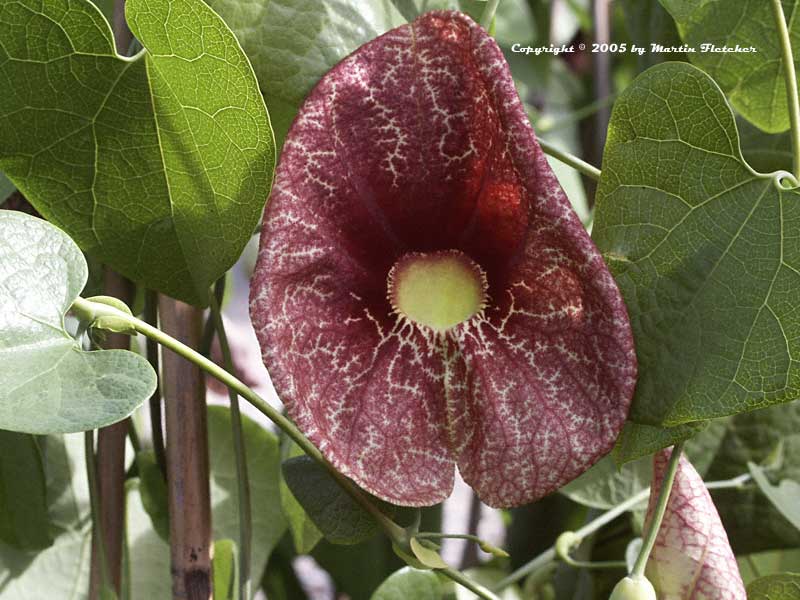 Aristolochia gigantea, Pelican Flower Vine