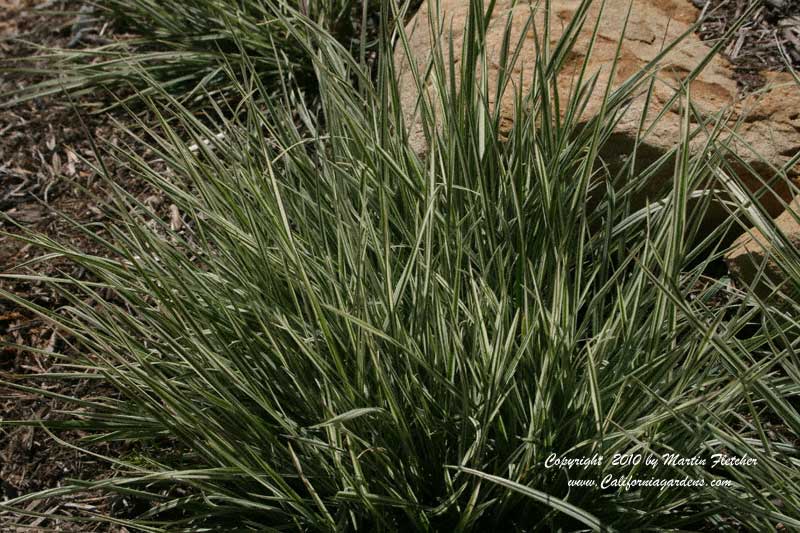 Arrhenathera elatius bulbosum, Bulbous Oat Grass