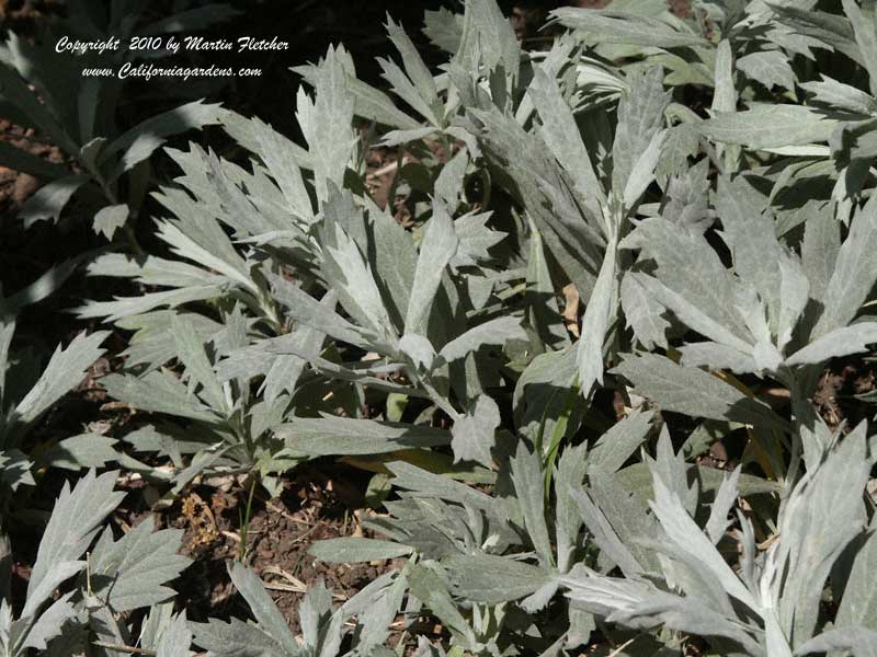 Artemisia Valerie Finnis, White Sagebrush