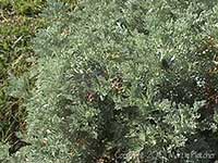 Artemisia Huntington, Huntington Wormwood