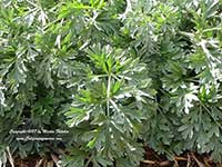 Artemisia absinthium, Absinth Wormwood, Mugwort