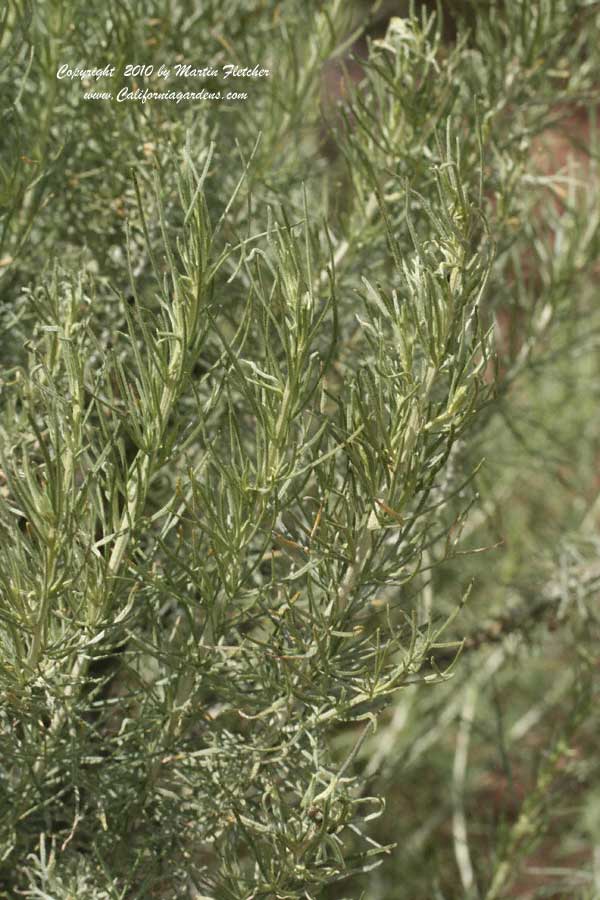 Artemisia californica, California Sagebrush