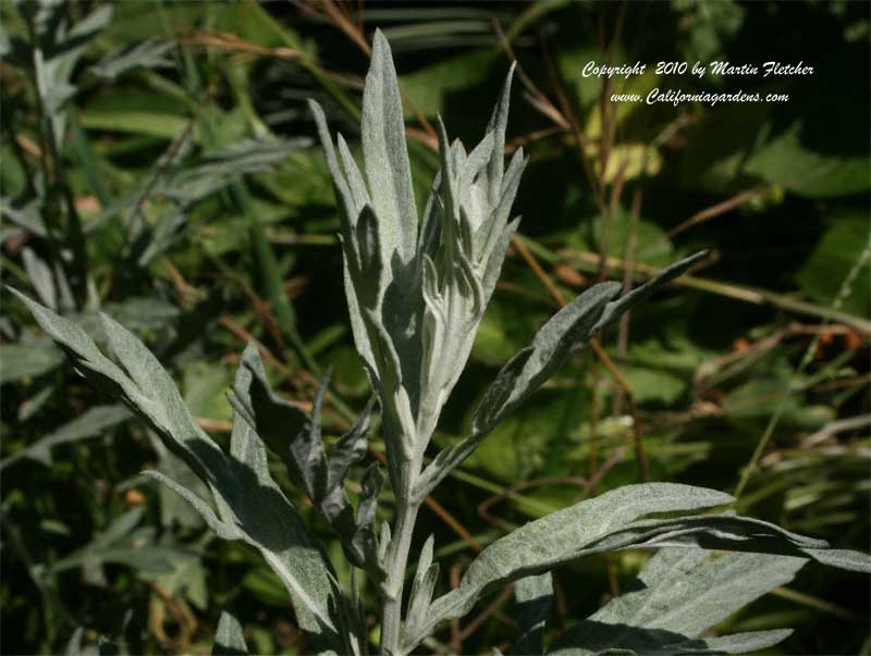 Artemisia ludoviciana Silver King