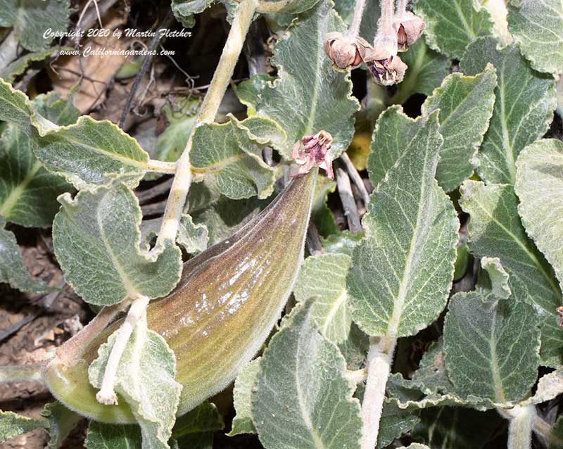 Asclepias californica seedpod, California Milkweed