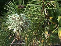 Asclepias linaria, Pine Needle Milkweed