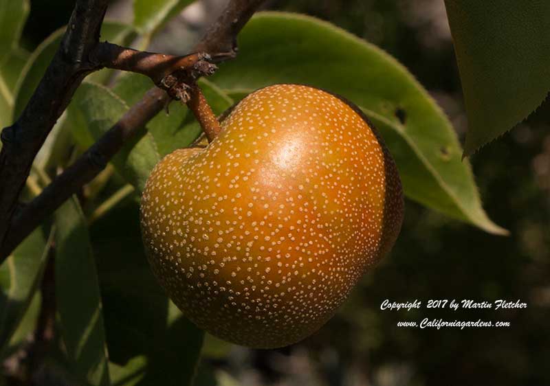 Asian Pear Chojuro fruit