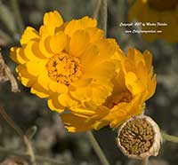 Baileya multiradiata, Desert Marigold