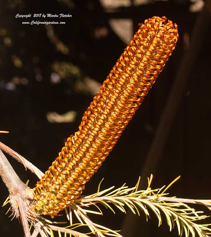 Banksia ericifolia, Heath Banksia