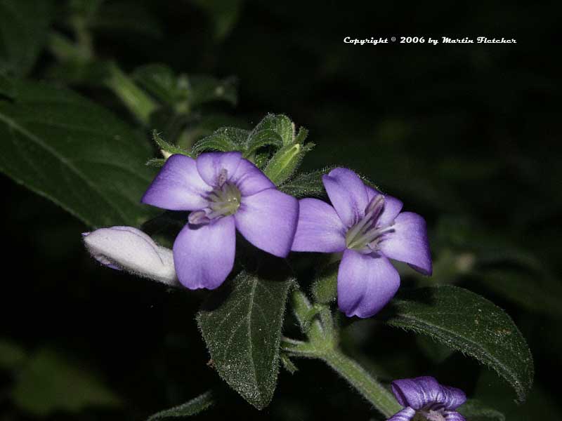 Barleria obtusa, Bush Violet