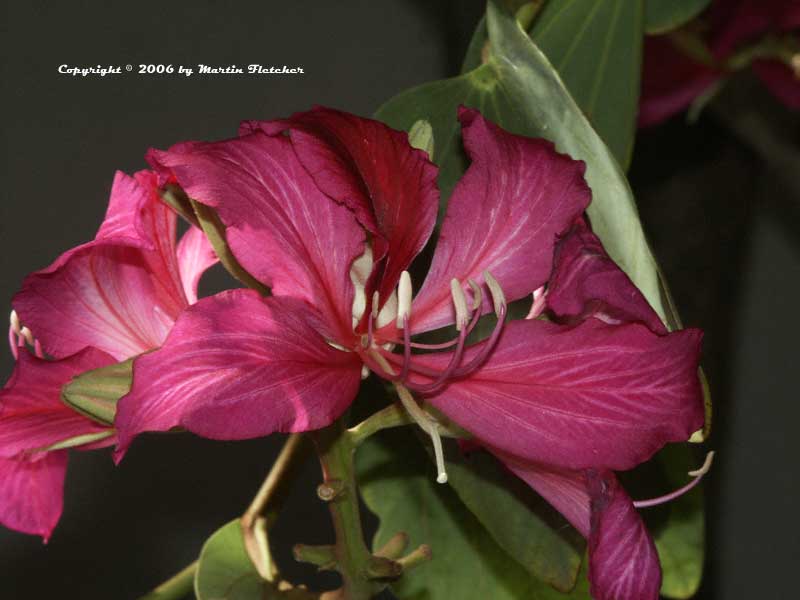 Bauhinia blakeana, Hong Kong Orchid Tree