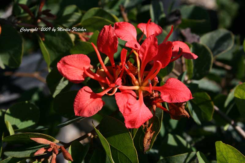 Bauhinia galpinii, Red Orchid Bush