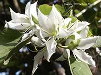 Bauhinia variegata candida, Buddhist Orchid Tree, White Orchid Tree