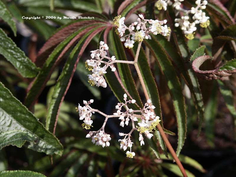 Begonia luxurians, Palm Leaf Begonia